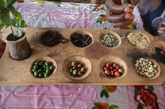 The Process of Coffee from Harvest to Grinding