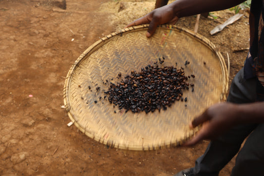 Kilimanjaro Coffee Beans ready for Groundng